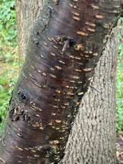 Prunus americana