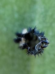 Harmonia axyridis