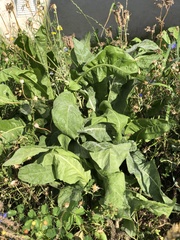 Plantae