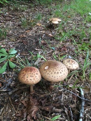 Amanita rubescens