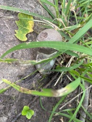 Xylaria polymorpha