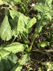 Plantae