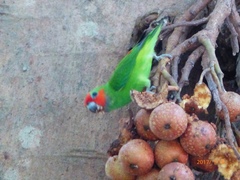 Cyclopsitta diophthalma marshalli