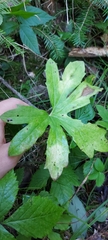 Petasites frigidus