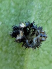 Harmonia axyridis