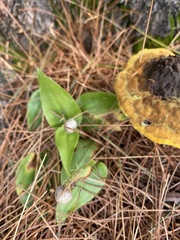 Maianthemum canadense