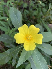 Ludwigia hexapetala