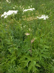 Heracleum dissectum