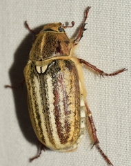 Anoxia australis