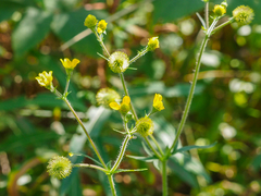 Geum aleppicum