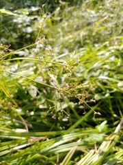 Scirpus sylvaticus