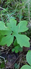 Petasites frigidus