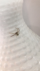 Thomisidae