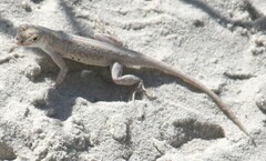 Holbrookia propinqua