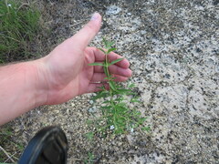 Trichostema brachiatum
