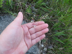 Oenothera filipes