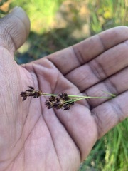Rhynchospora californica