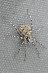 Acantholycosa lignaria