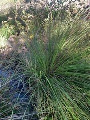 Rhynchospora californica