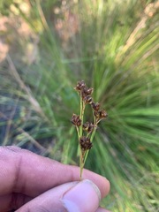 Rhynchospora californica