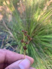 Rhynchospora californica