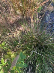 Rhynchospora californica