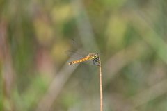 Sympetrum depressiusculum