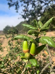 Quercus agrifolia agrifolia