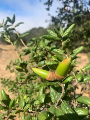Quercus agrifolia agrifolia
