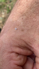 Prociphilus tessellatus