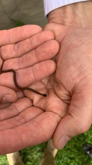 Storeria occipitomaculata