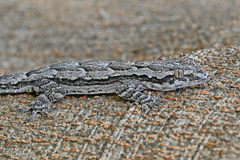 Hemidactylus leschenaultii