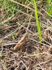 Chorthippus dorsatus