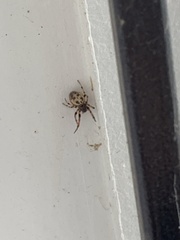 Larinioides cornutus