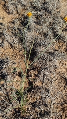 Thelesperma megapotamicum