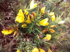 Ulex minor