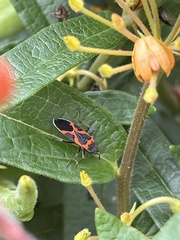 Lygaeus kalmii