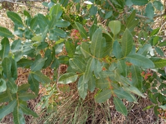 Pistacia terebinthus