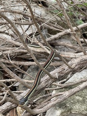 Thamnophis proximus rubrilineatus