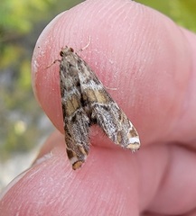 Petrophila confusalis