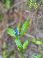 Commelina communis