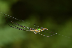 Leucauge decorata