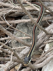 Thamnophis proximus rubrilineatus