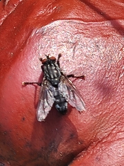 Brachycera
