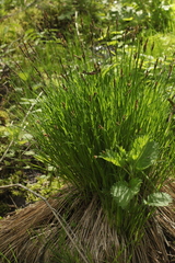 Carex cespitosa