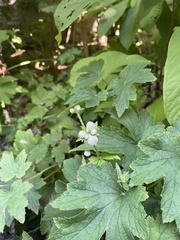 Eriocapitella hupehensis