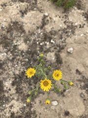 Chrysopsidinae
