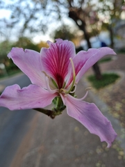 Bauhinia