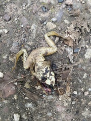 Lithobates