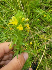 Bellardia viscosa